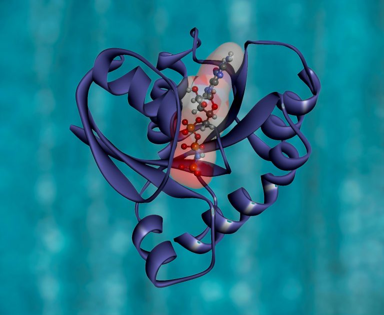 Quantum Computing for hydrolysis reactions in protein environments